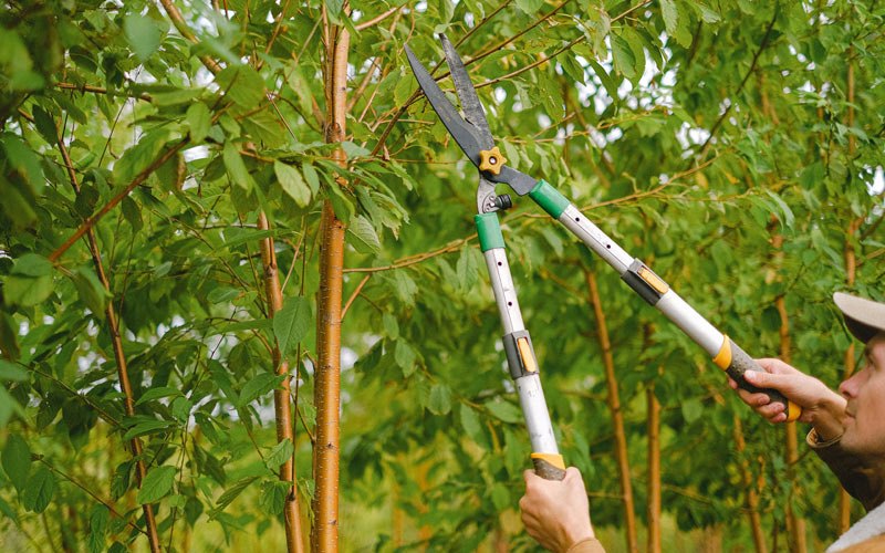 Tree trimming in Du Bois, NE