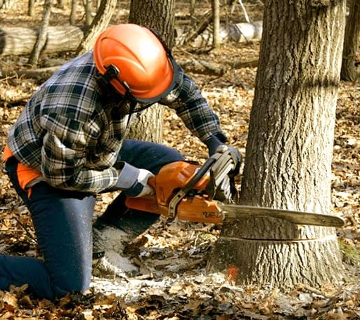 Tree Removal in Du Bois, NE